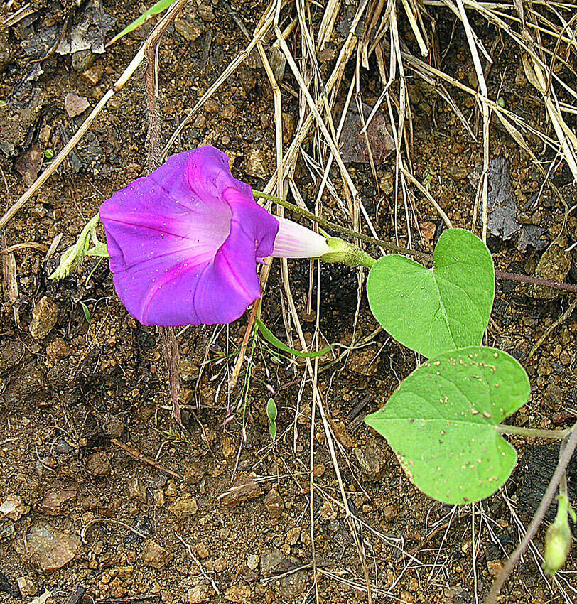 Image of Ipomoea orizabensis (Pelletan) Ledeno Isl. ex Steud.