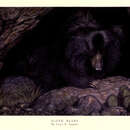 Image of Sloth Bear