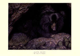 Image of Sloth Bear