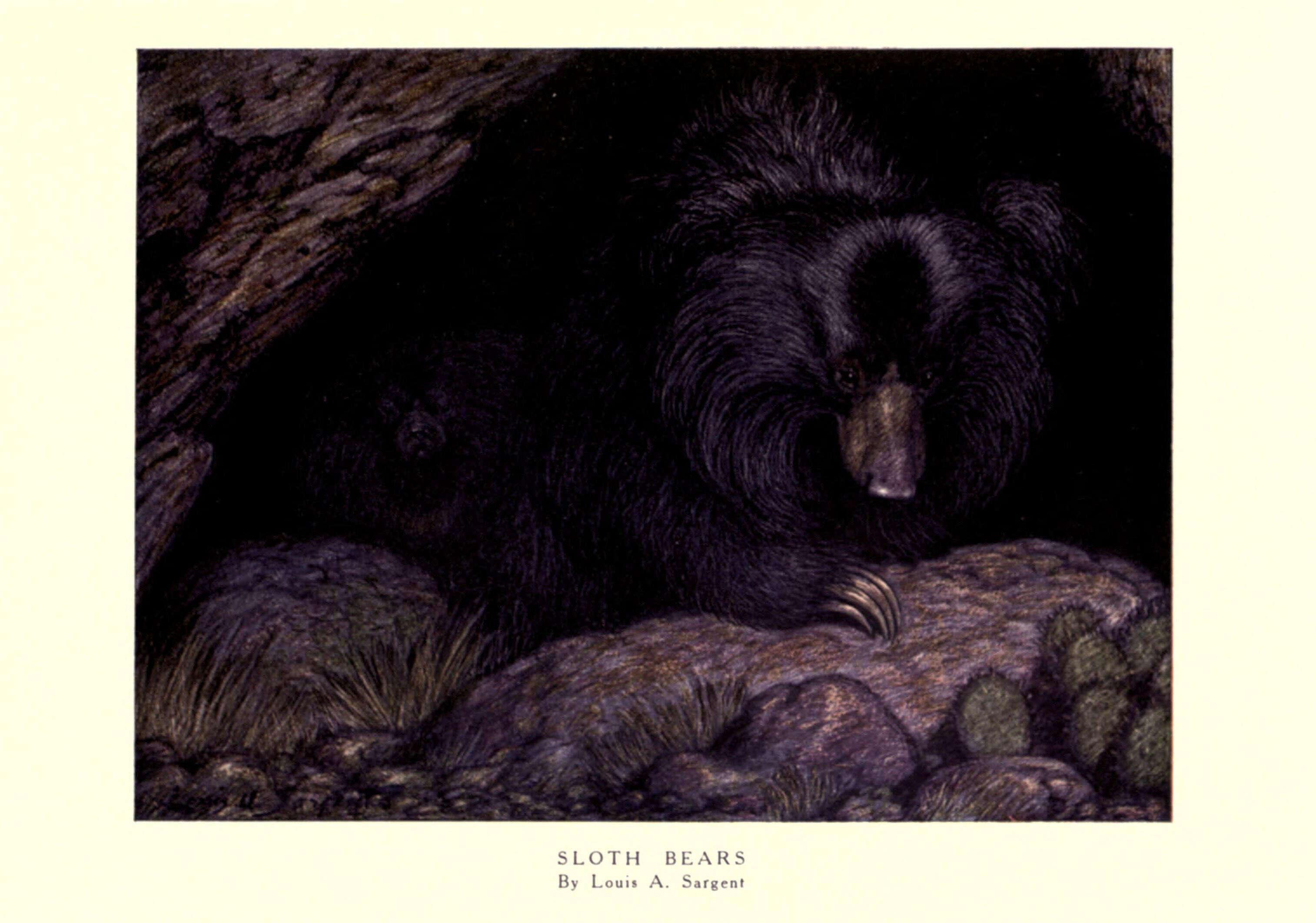 Image de Melursus Meyer 1793