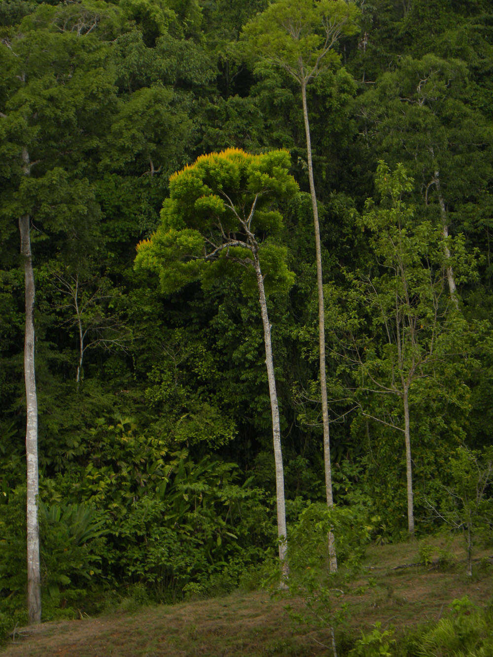 Image of Vochysia guatemalensis J. D. Smith