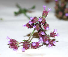 Image of vervain