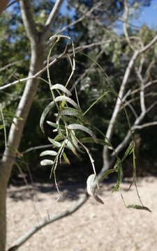 Image of honey mesquite