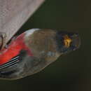 Image of Masked Trogon