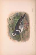 Image of Leucosarcia Gould 1843