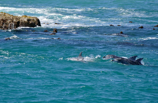 Image of Indian Ocean Bottlenose Dolphin