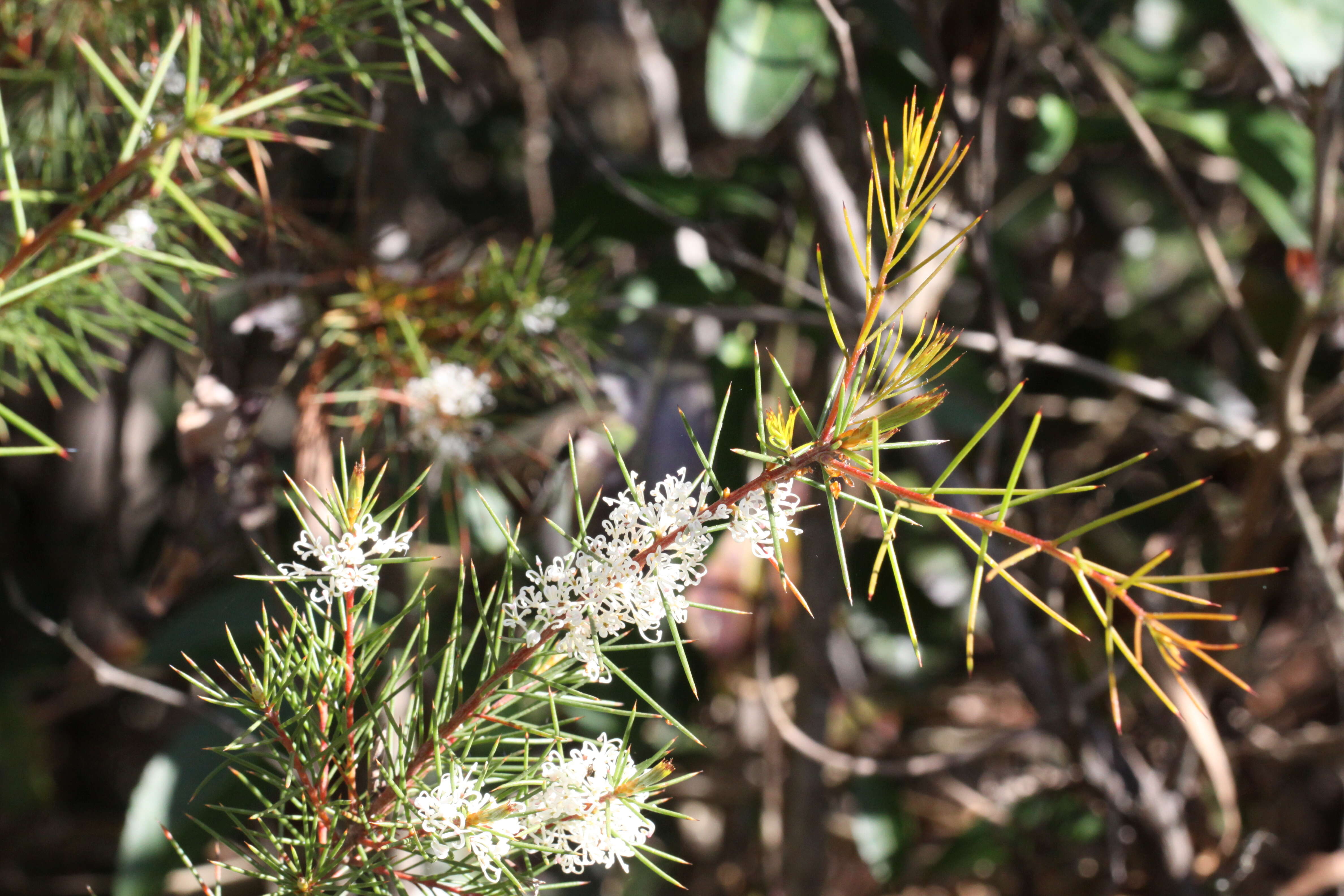 Image of Hakea teretifolia (Salisb.) Britten