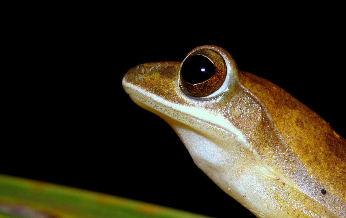 Image of Old World tree frogs