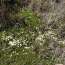 Image of Stackhousia pulvinaris F. Müll.