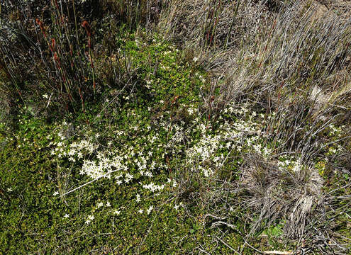 Image of Stackhousia pulvinaris F. Müll.