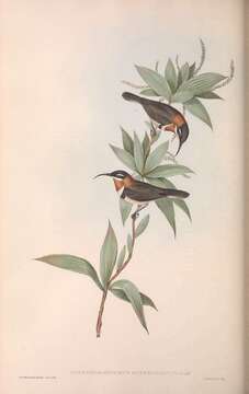 Image of Western Spinebill