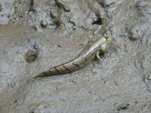 Image of Blue-spotted Mudskipper