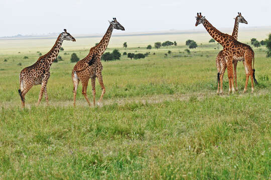 Image of Giraffe