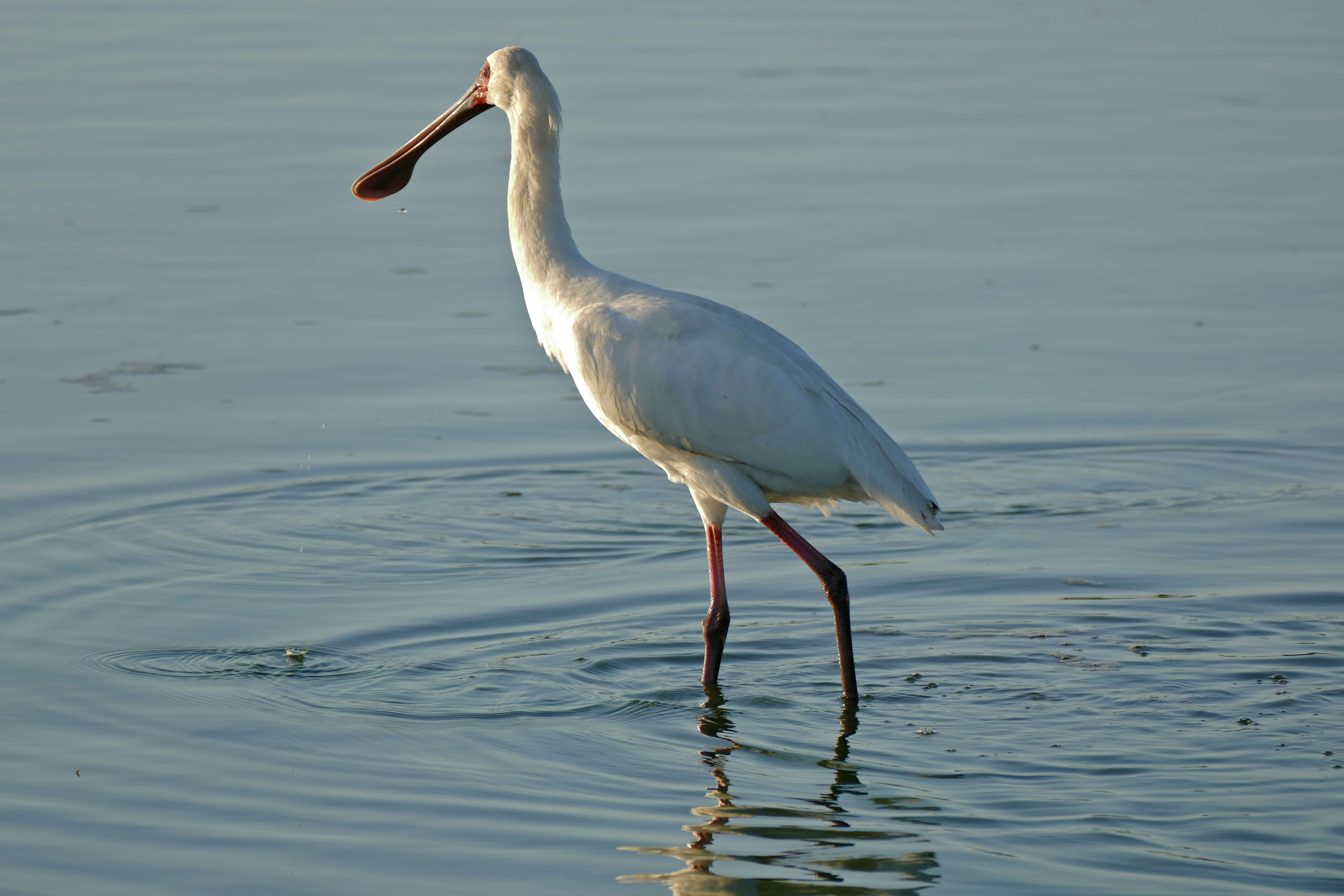 Image of Platalea Linnaeus 1758