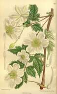 Image of Clematis potaninii Maxim.