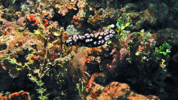 Image of Lumpy black and grey slug