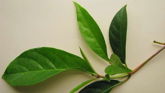 Image of Psychotria mapourioides DC.