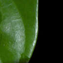 صورة Heisteria acuminata (Humboldt & Bonpland) Engler