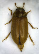 Image of Arthropoda