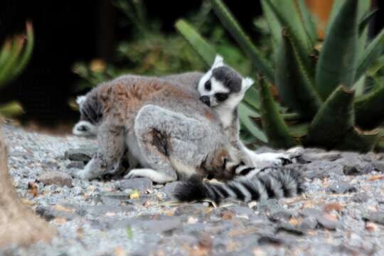 Image of Lemur Linnaeus 1758