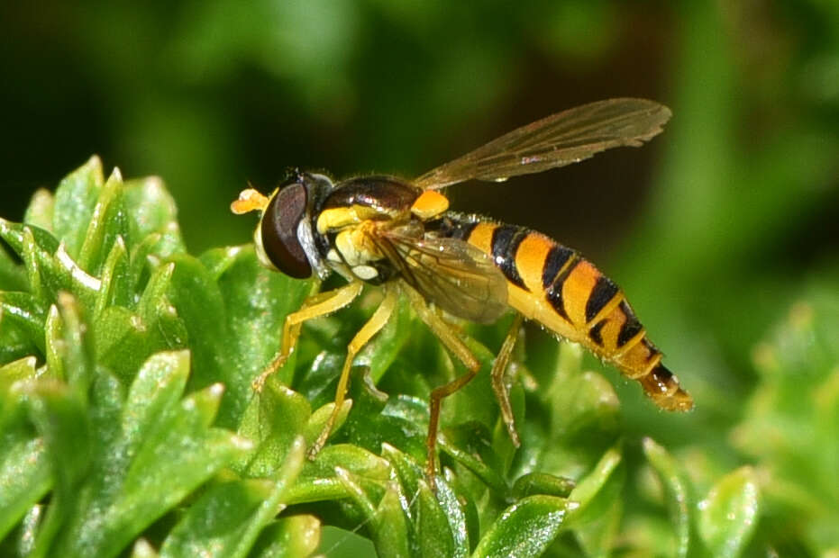 Image of Sphaerophoria macrogaster (Thomson 1869)