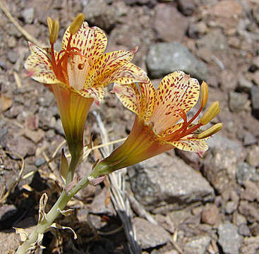 Image of Alstroemeria versicolor Ruiz & Pav.