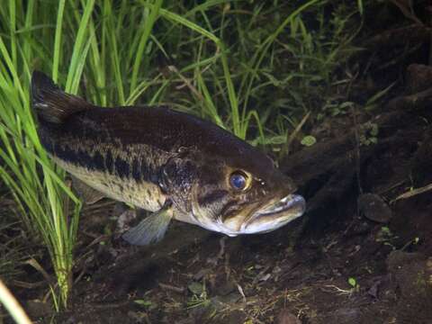 Image of black bass