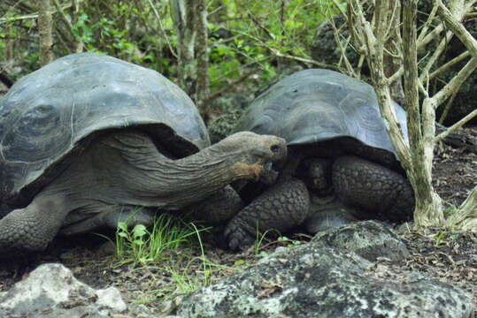 Image of Abingdon Island Giant Tortoise