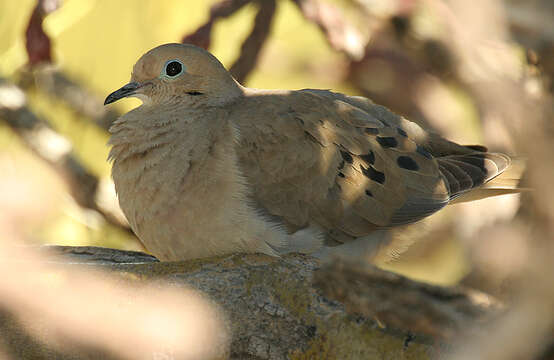 Image of American Mourning Dove