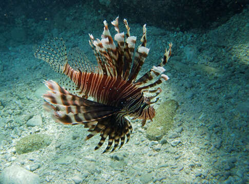 Image of Common lionfish