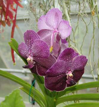 Image de Hippeastrum