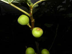 Image of fig