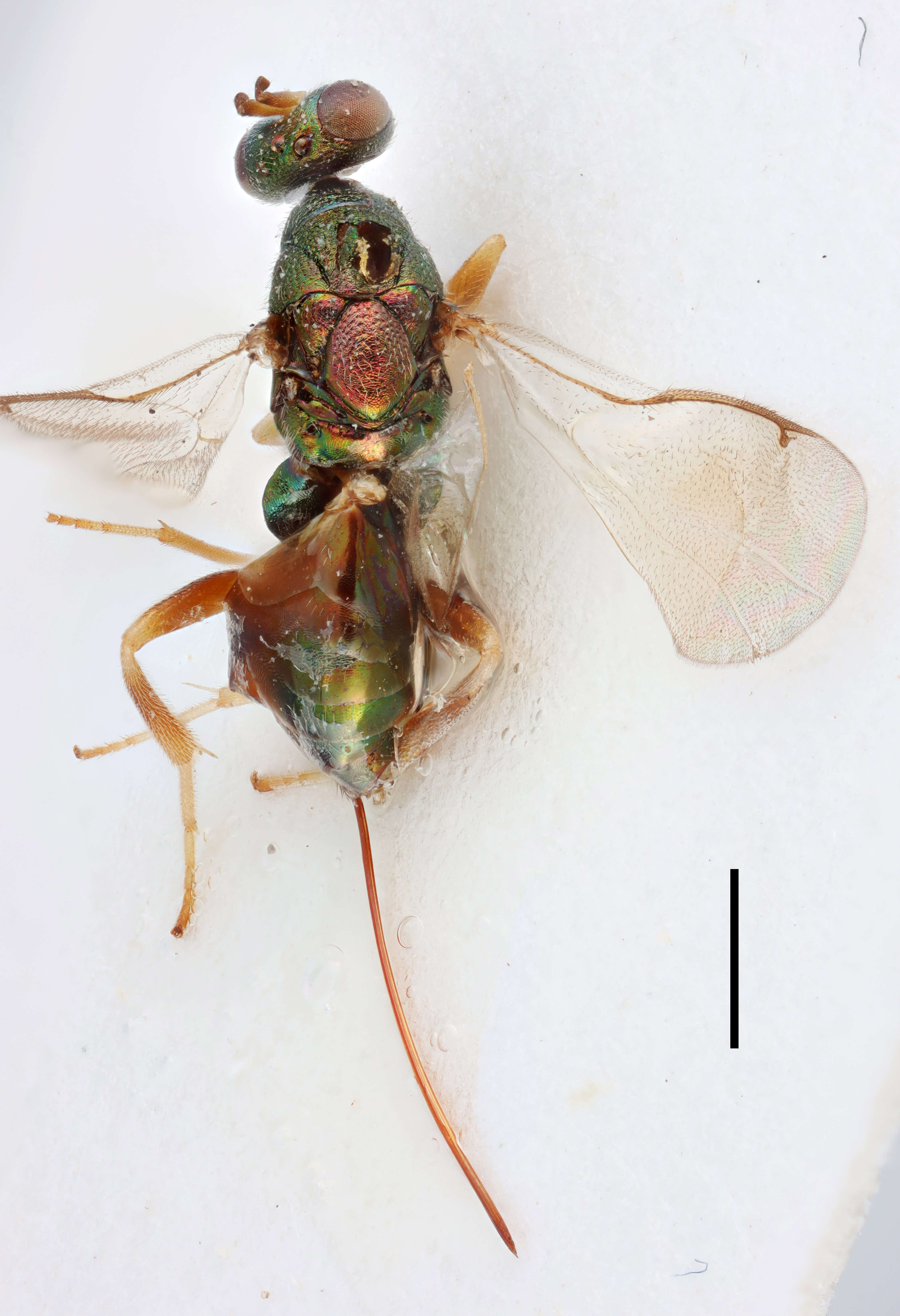 Image of torymid wasps