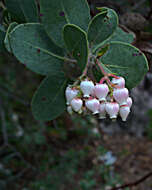 Image of Santa Catalina Island manzanita