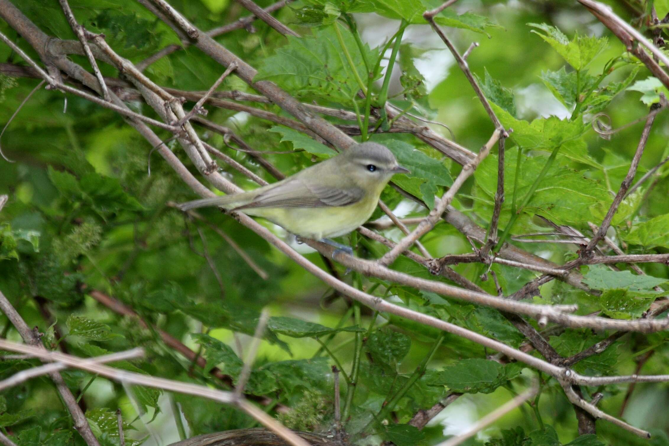 Слика од Vireo Vieillot 1808