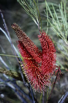 Image of Hakea francisiana F. Müll.