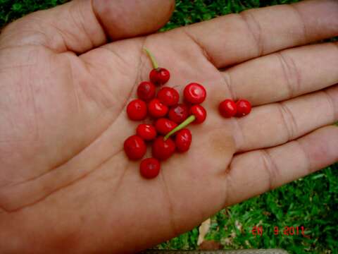 صورة Ardisia