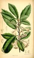 Image of Alseuosmiaceae