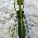 Image of Green Mantisfly