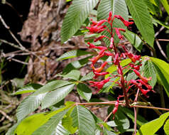 Image of Buckeyes & Horse-chestnuts