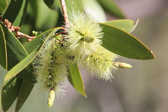 Image of melaleuca