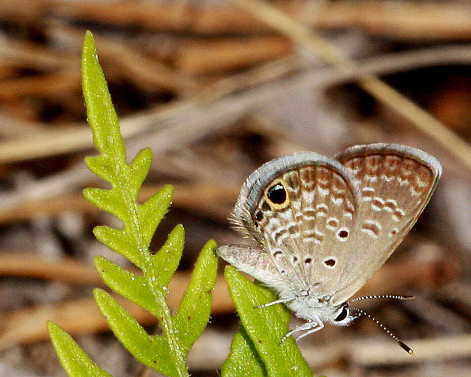 Image of Hemiargus