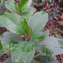 Image of Huberia consimilis J. F. A. Baumgratz