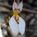 Image de Levenhookia pauciflora Benth.