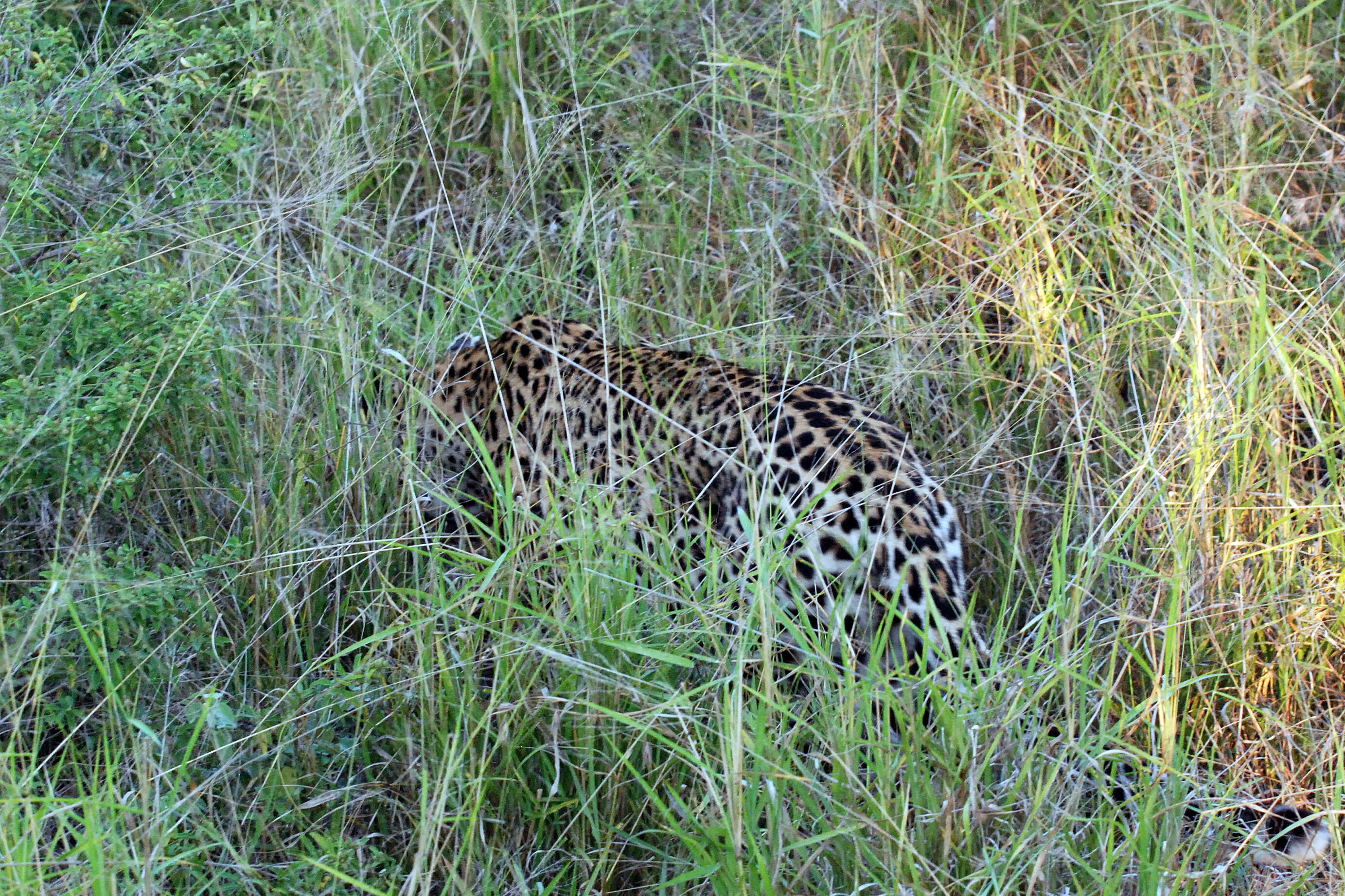 Image of big cats