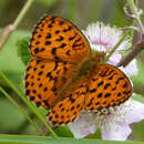 Image of Lesser Marbled Fritillary