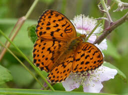 Image of Lesser Marbled Fritillary