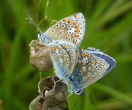 Image of common blue