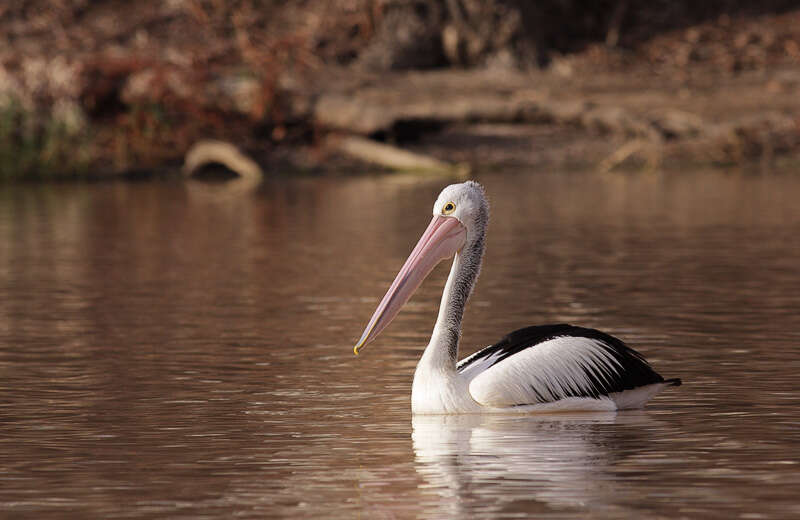 Image of pelicans