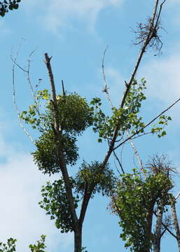 Image of European mistletoe